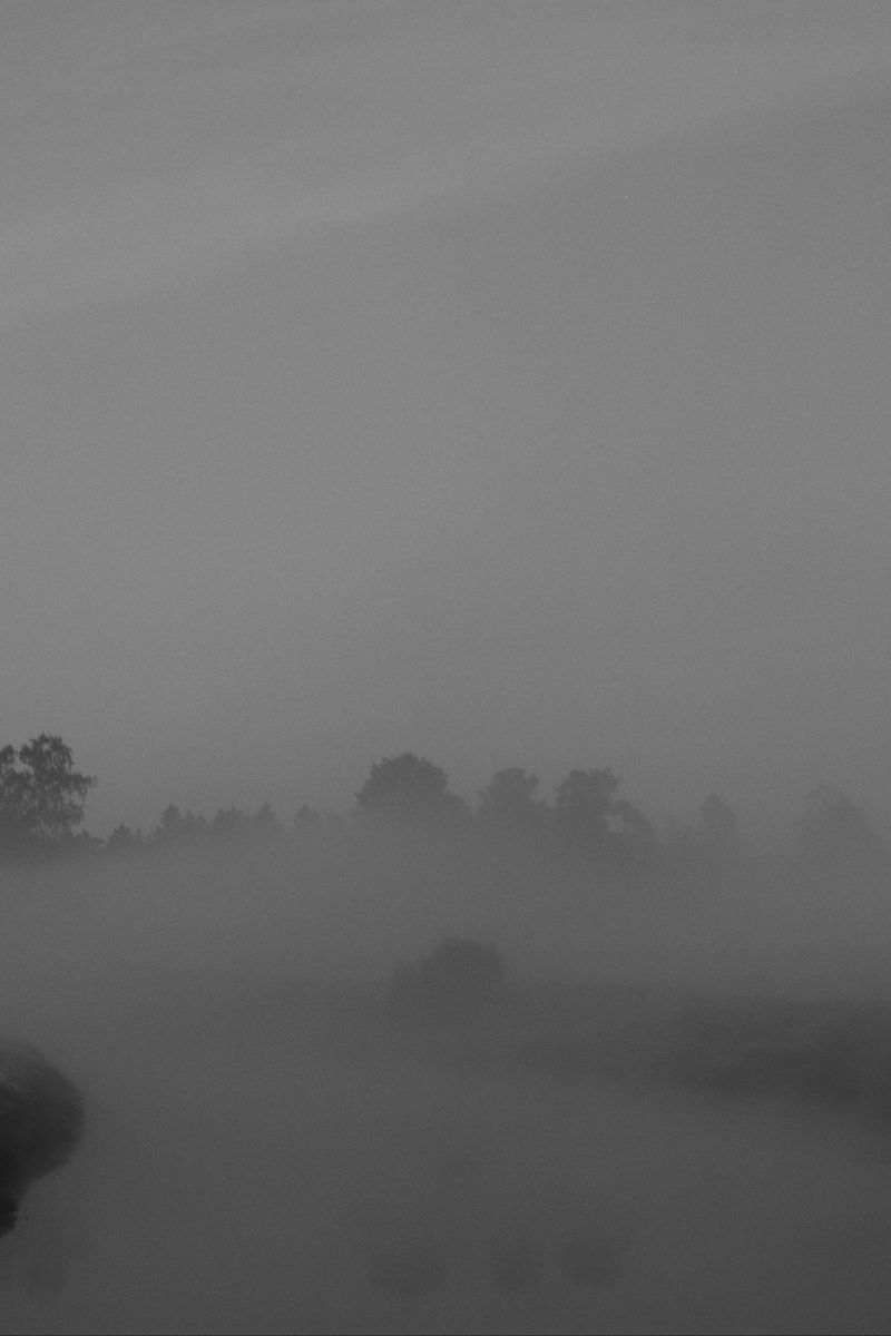 800x1200 Wallpaper trees, fog, heavy, dark, nature