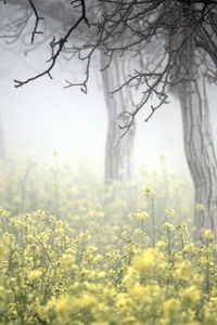 Preview wallpaper trees, fog, herbs, colors, bark