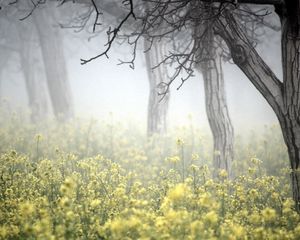 Preview wallpaper trees, fog, herbs, colors, bark