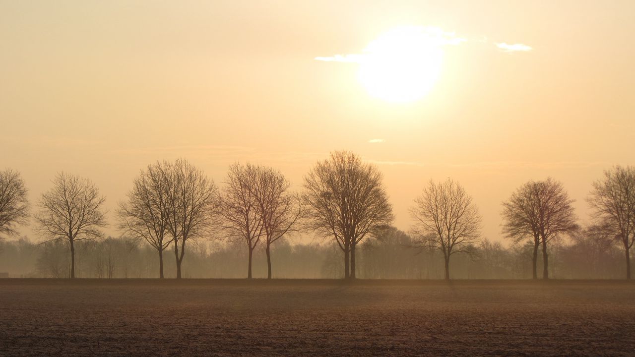 Wallpaper trees, fog, horizon, field