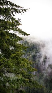 Preview wallpaper trees, fog, jungle, nature