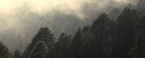 Preview wallpaper trees, fog, mist, nature
