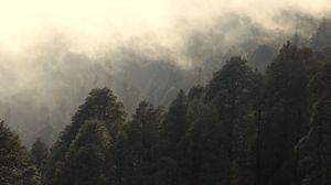 Preview wallpaper trees, fog, mist, nature