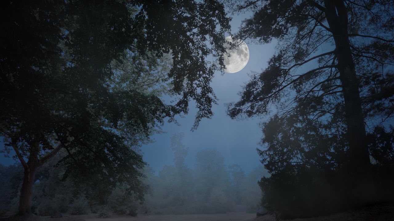 Wallpaper trees, fog, moon, night