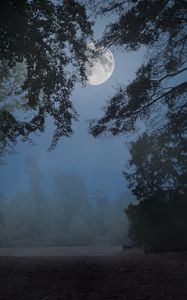 Preview wallpaper trees, fog, moon, night