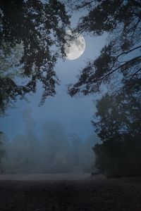 Preview wallpaper trees, fog, moon, night