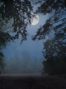 Preview wallpaper trees, fog, moon, night