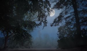 Preview wallpaper trees, fog, moon, night