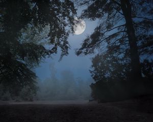 Preview wallpaper trees, fog, moon, night