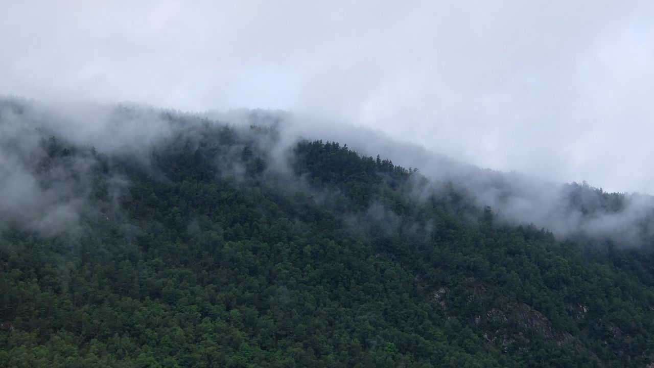 Wallpaper trees, fog, mountains