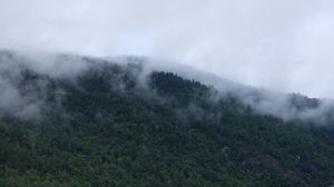 Preview wallpaper trees, fog, mountains