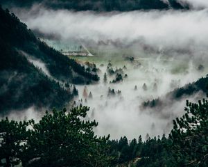 Preview wallpaper trees, fog, mountains, summit