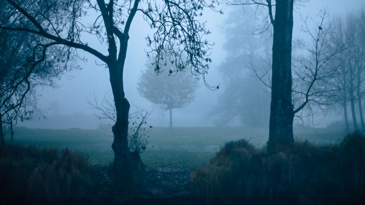 Wallpaper trees, fog, nature, pond, dark