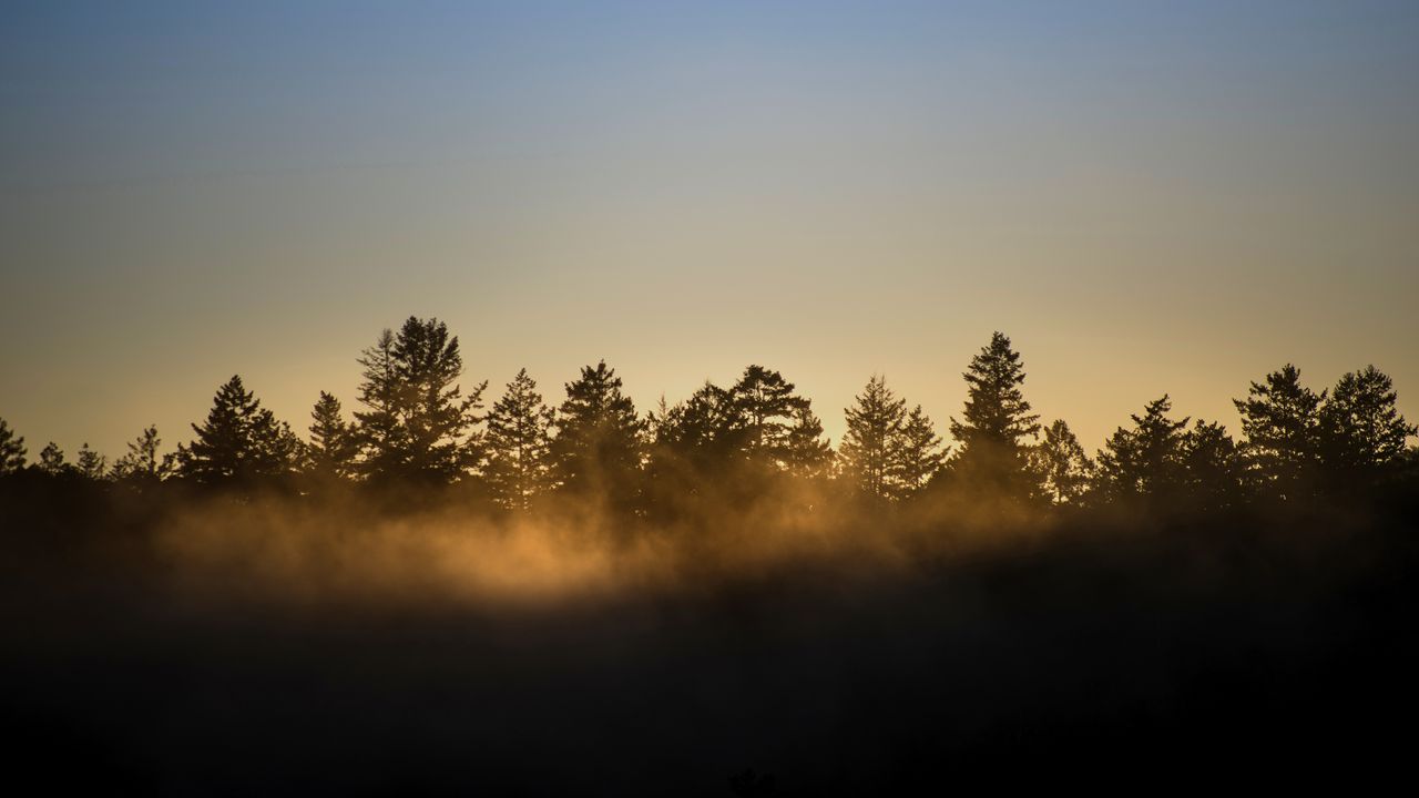 Wallpaper trees, fog, nature