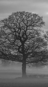 Preview wallpaper trees, fog, nature, black and white