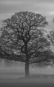 Preview wallpaper trees, fog, nature, black and white