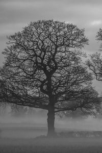 Preview wallpaper trees, fog, nature, black and white