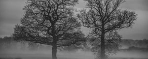 Preview wallpaper trees, fog, nature, black and white