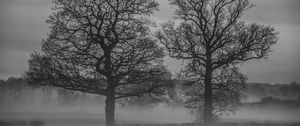 Preview wallpaper trees, fog, nature, black and white