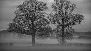 Preview wallpaper trees, fog, nature, black and white