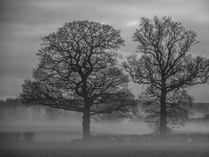 Preview wallpaper trees, fog, nature, black and white