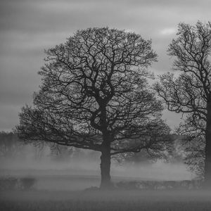 Preview wallpaper trees, fog, nature, black and white