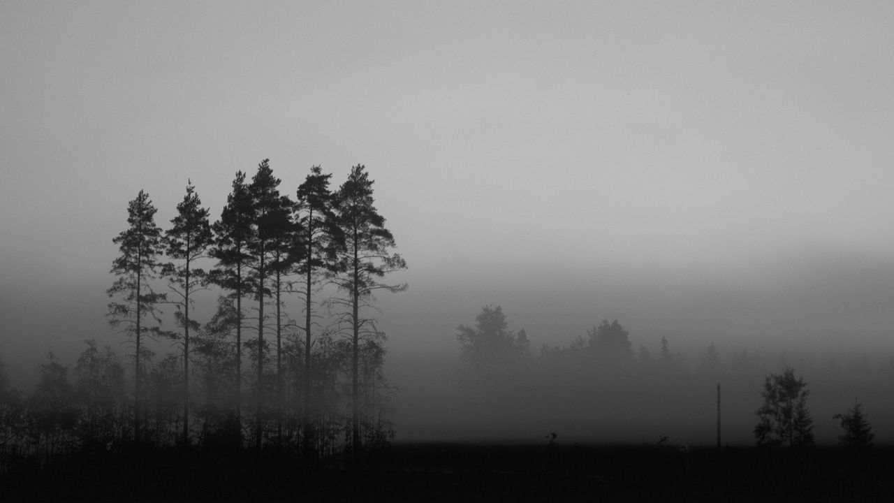 Wallpaper trees, fog, nature, dark