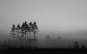 Preview wallpaper trees, fog, nature, dark
