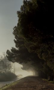 Preview wallpaper trees, fog, park, path