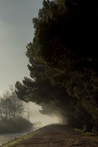Preview wallpaper trees, fog, park, path