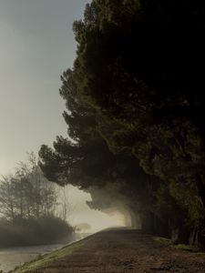 Preview wallpaper trees, fog, park, path
