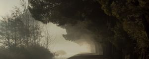 Preview wallpaper trees, fog, park, path