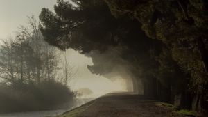 Preview wallpaper trees, fog, park, path