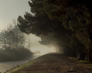 Preview wallpaper trees, fog, park, path