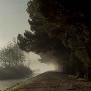 Preview wallpaper trees, fog, park, path