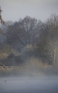 Preview wallpaper trees, fog, river, nature