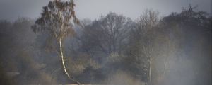 Preview wallpaper trees, fog, river, nature