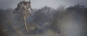 Preview wallpaper trees, fog, river, nature