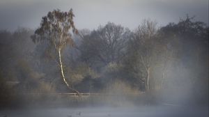 Preview wallpaper trees, fog, river, nature