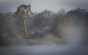 Preview wallpaper trees, fog, river, nature