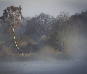 Preview wallpaper trees, fog, river, nature