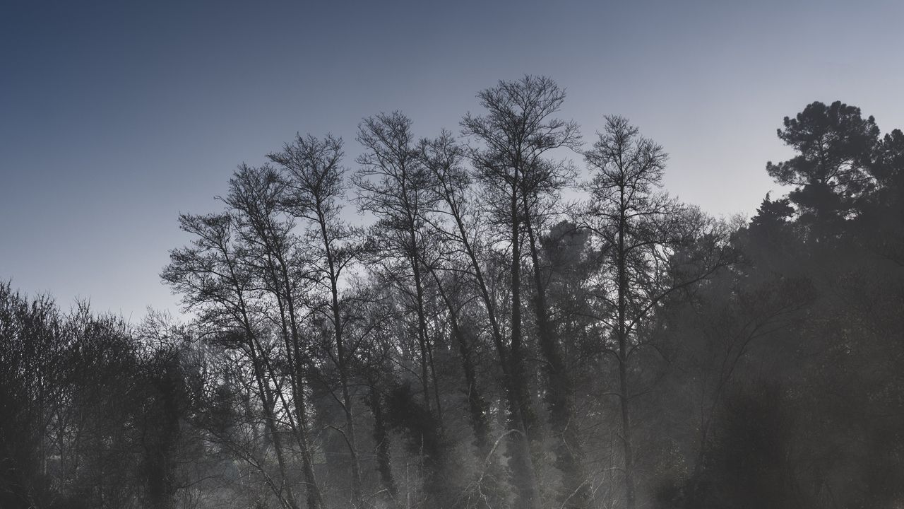 Wallpaper trees, fog, river, reflection, nature