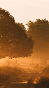 Preview wallpaper trees, fog, road, sunlight, morning