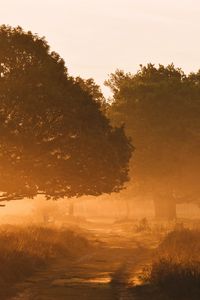 Preview wallpaper trees, fog, road, sunlight, morning