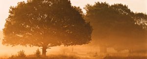 Preview wallpaper trees, fog, road, sunlight, morning