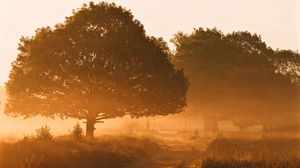 Preview wallpaper trees, fog, road, sunlight, morning