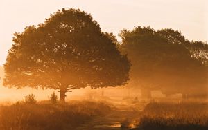 Preview wallpaper trees, fog, road, sunlight, morning