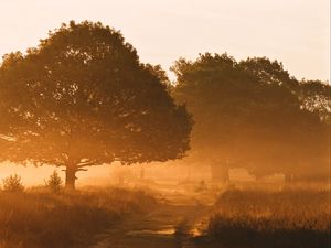 Preview wallpaper trees, fog, road, sunlight, morning