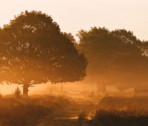 Preview wallpaper trees, fog, road, sunlight, morning