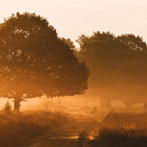 Preview wallpaper trees, fog, road, sunlight, morning